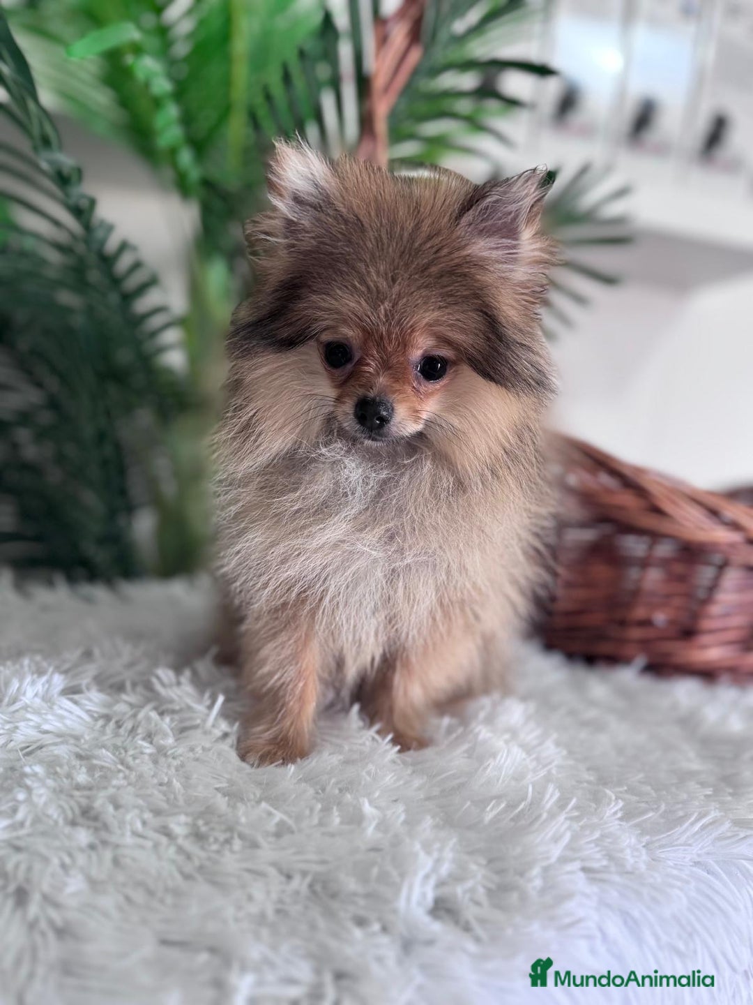 Pomerania perros en venta: POMERANIA HEMBRA MUY PEQUEÑITA - Imagen 2