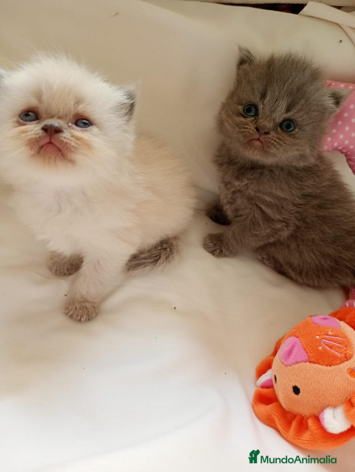 Exótico de Pelo Largo gatos Gatitos persa himalayo 679805021 - Anuncio 4