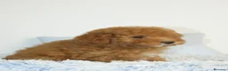 Caniche Toy perros en venta: CANICHE TOY APRICOT  - Anuncio 4