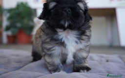 Maltipoo perros en venta: 🐾 Maxi y Boom – Maltipoo marrón oscuro ☕ - Imagen 1