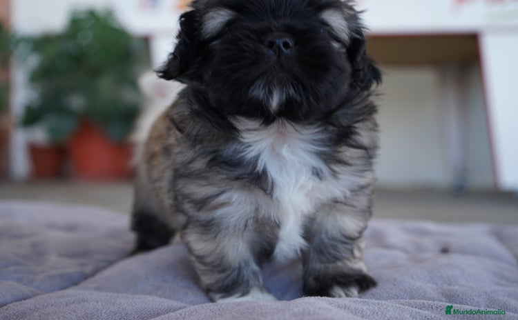 Maltipoo perros - Anuncio 2