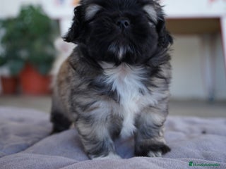Maltipoo perros - Anuncio 1