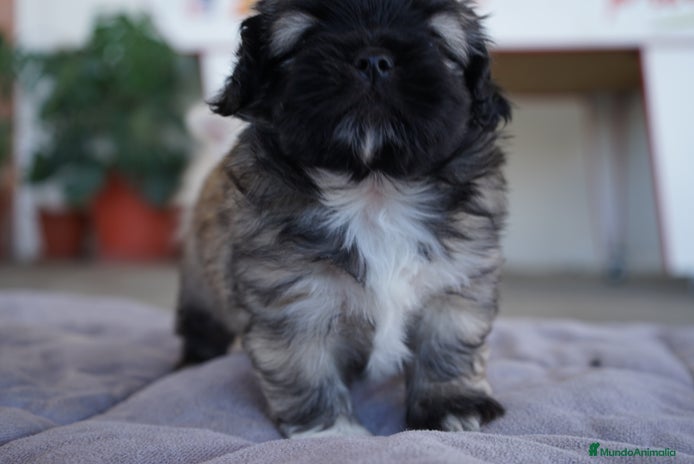 Maltipoo perros - Anuncio 5