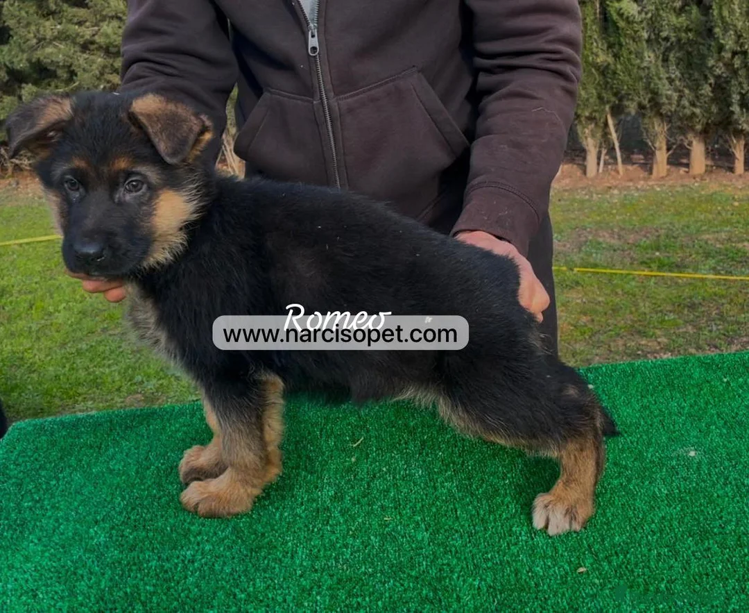 Pastor Alemán perros en venta: CRIADERO DE PASTOR ALEMAN en Asturias - Anuncio 6