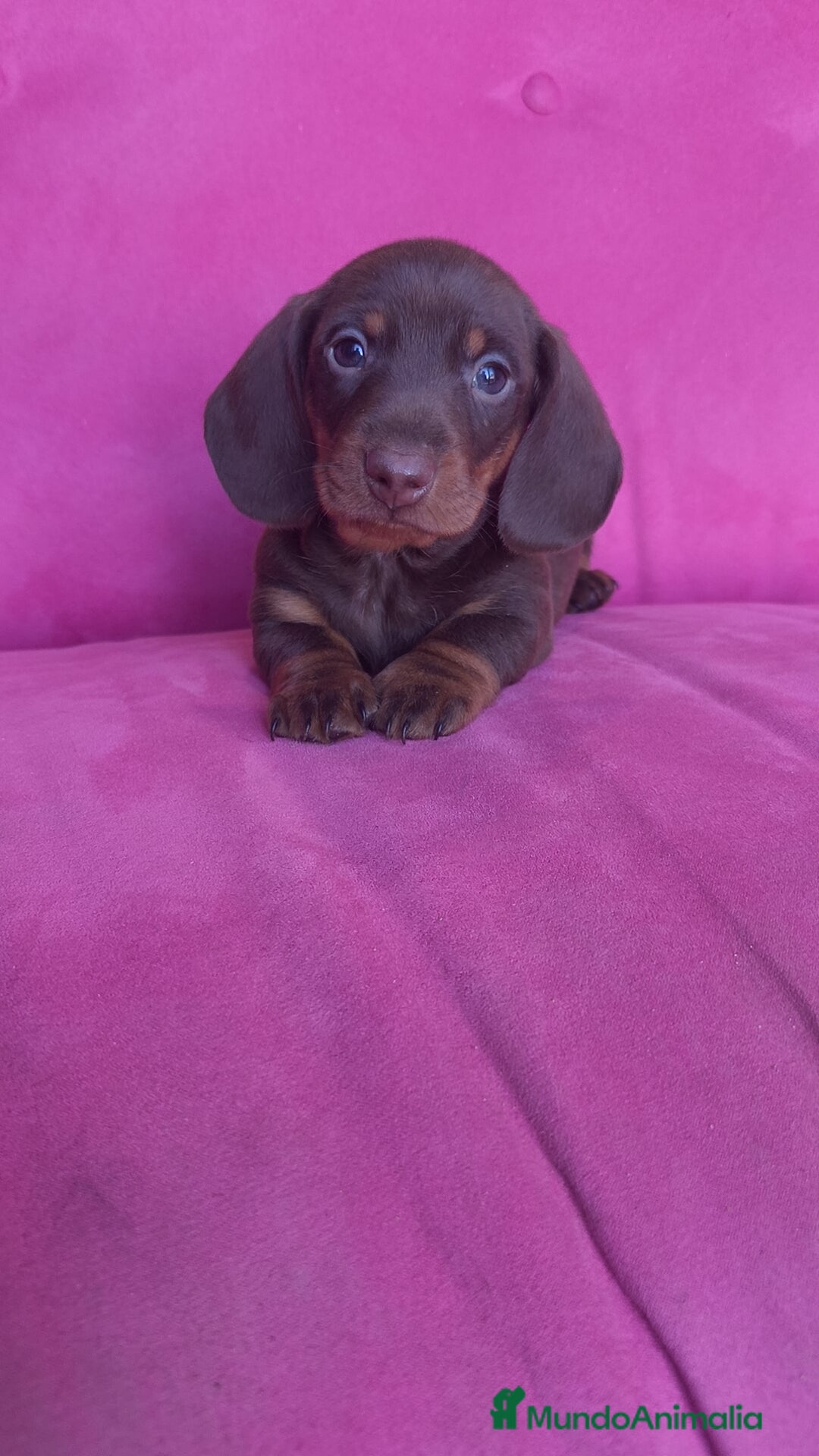 Teckel Miniatura perros en venta: Teckel Kanichen chocolate macho y hembra  - Anuncio 9