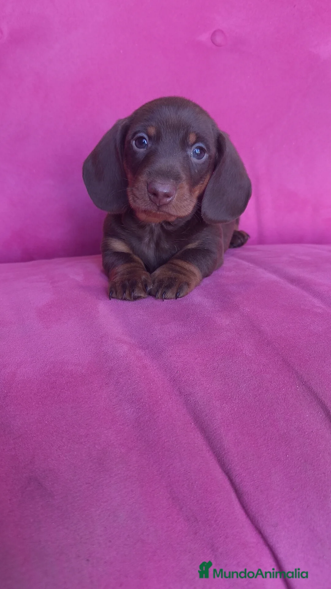 Teckel Miniatura perros en venta: Teckel Kanichen chocolate macho y hembra  - Anuncio 9