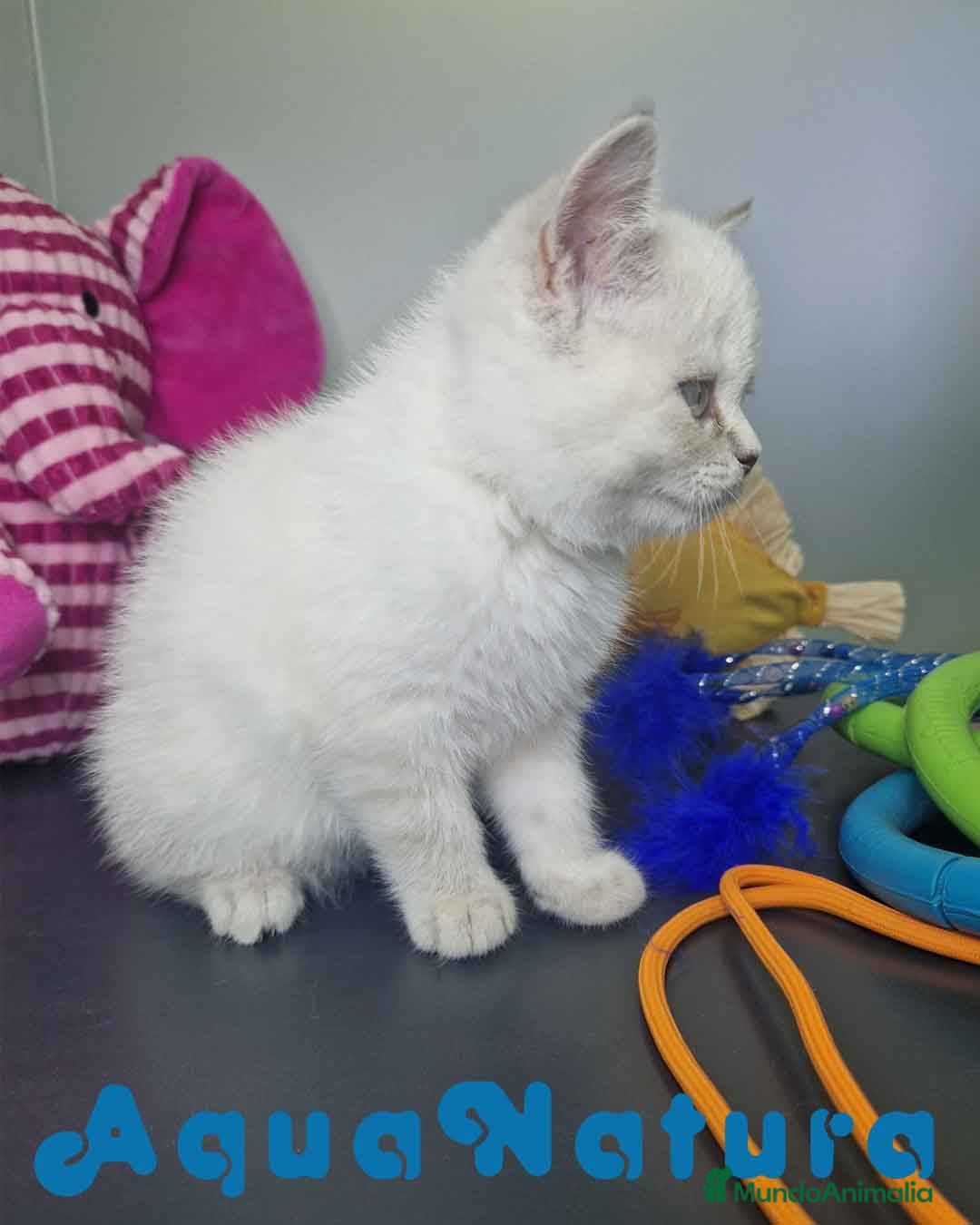 Británico de Pelo Corto gatos en venta: British Shorthair Hembra 7911 AQUANATURA - Imagen 7