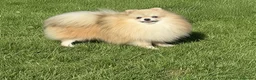 Pomerania perros en venta: Pomerania Merle - Anuncio 4
