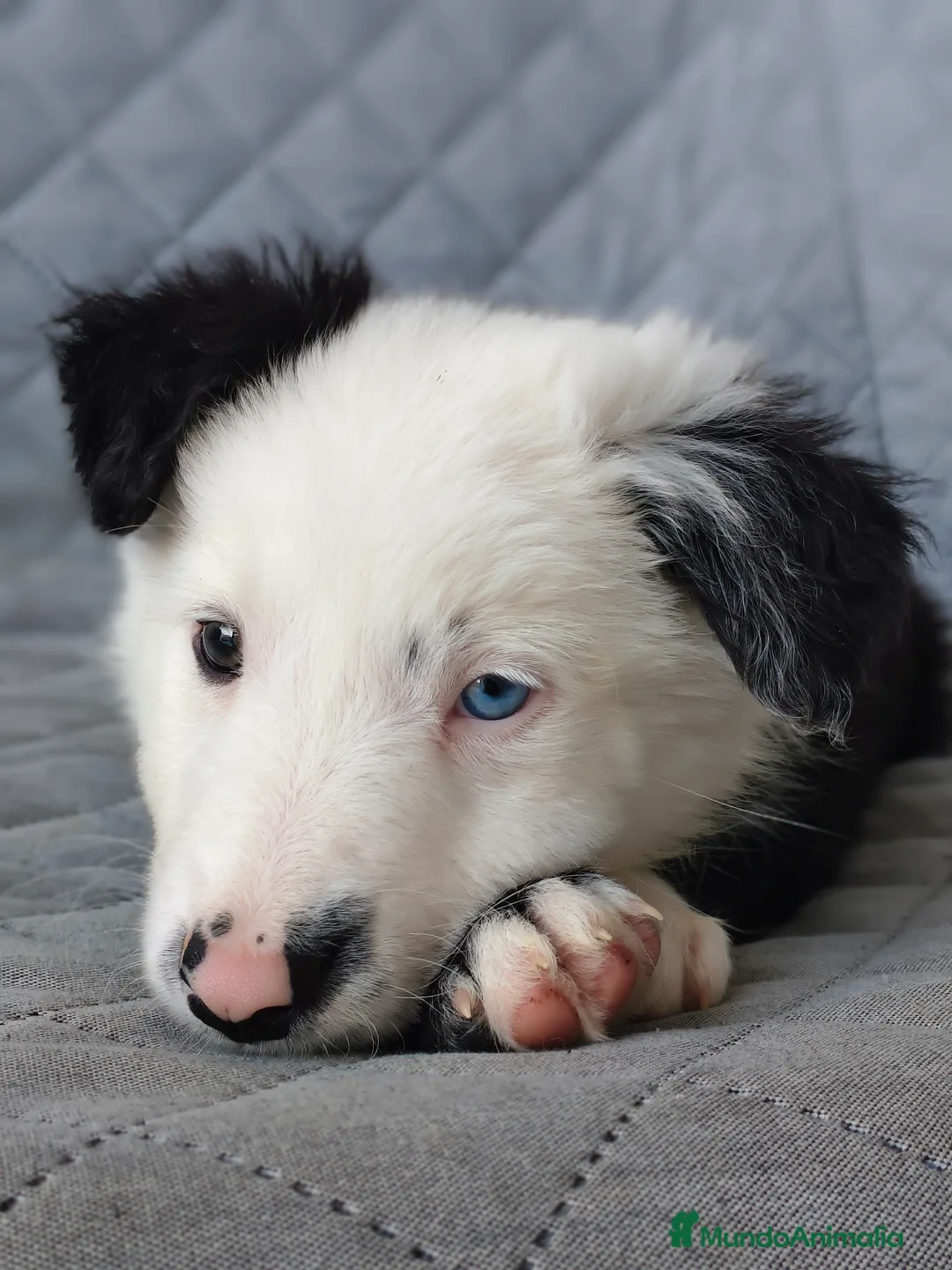 Border Collie perros en venta: BORDER COLLIES  - Anuncio 5