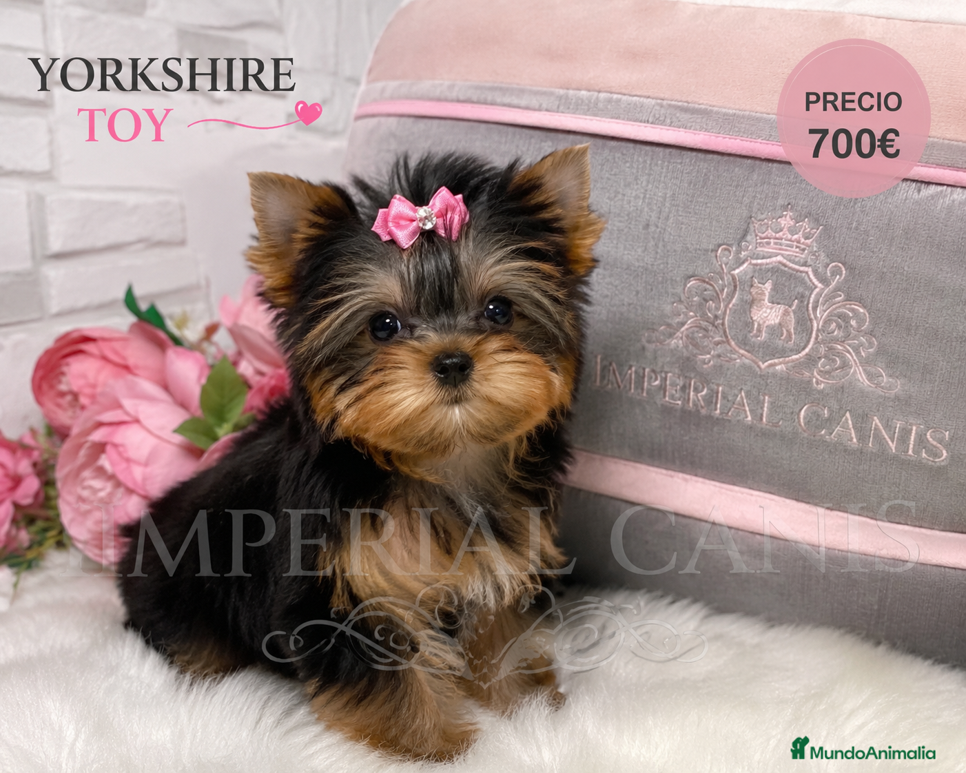 Yorkshire Terrier perros MACHO Y HEMBRA YORKSHIRE  - Anuncio 1