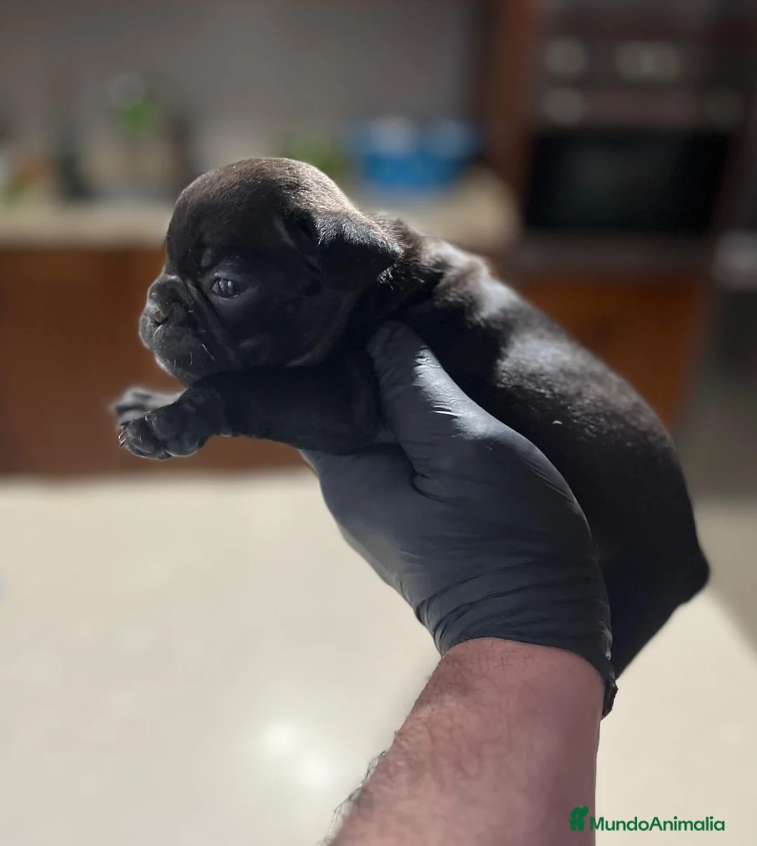Bulldog Francés perros en venta: Último machito de bulldog francés  - Anuncio 4