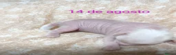 Perro Crestado Chino perros en venta: Crestados chinos - Anuncio 6