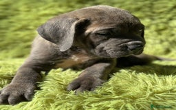 Cane Corso perros en venta: IMPRESIONANTE CAMADA DE CABE CORSO! - Imagen 4
