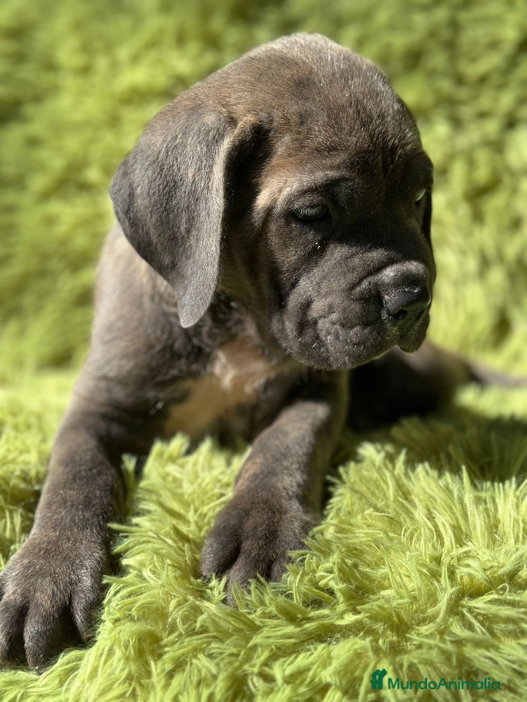 Cane Corso perros en venta: IMPRESIONANTE CAMADA DE CABE CORSO! - Imagen 4