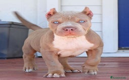 American Pit Bull Terrier perros en venta: AMERICAN PITBULL CACHORROS  608 76 13 65 - Imagen 3