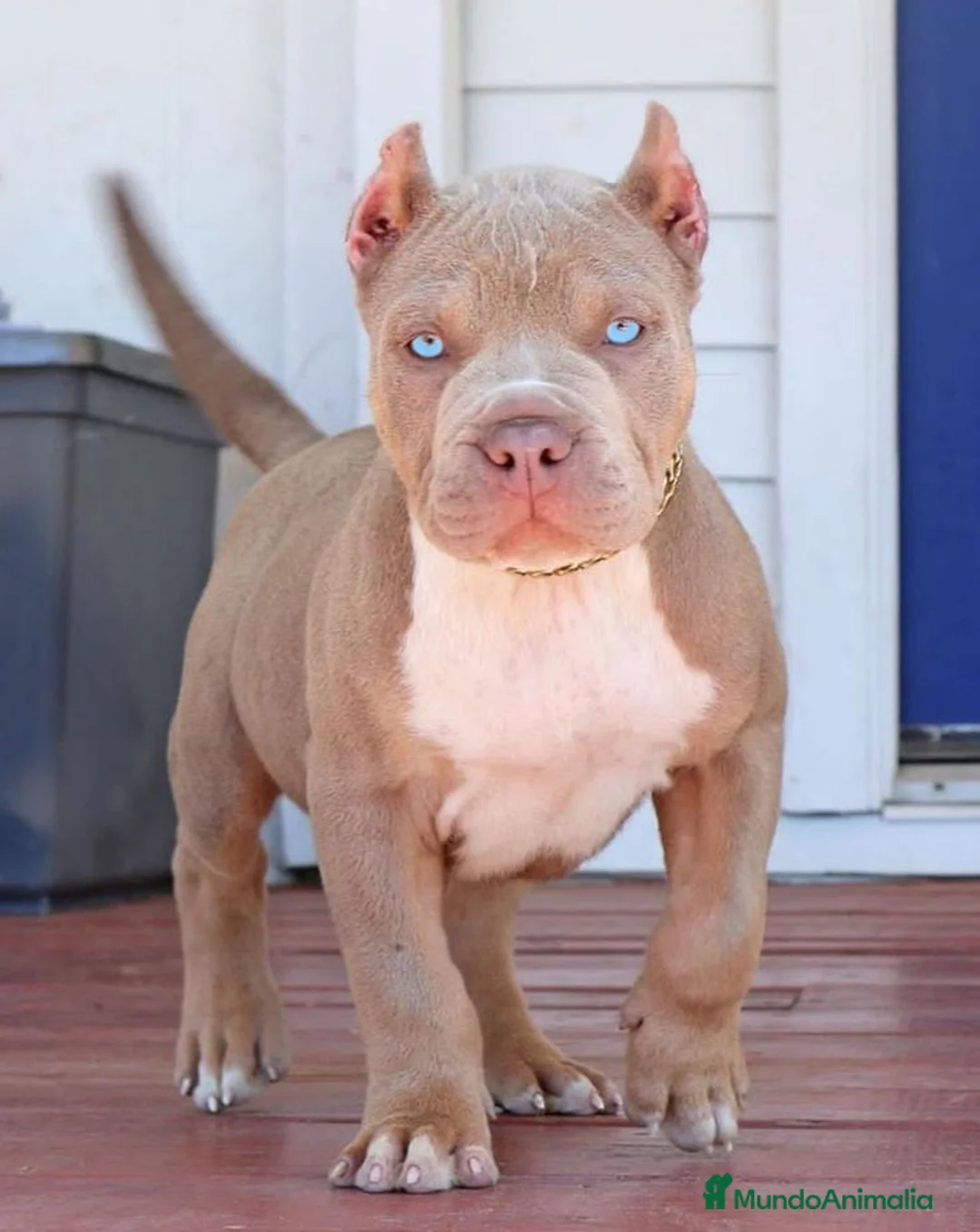 American Pit Bull Terrier perros en venta: AMERICAN PITBULL CACHORROS  608 76 13 65 - Anuncio 3