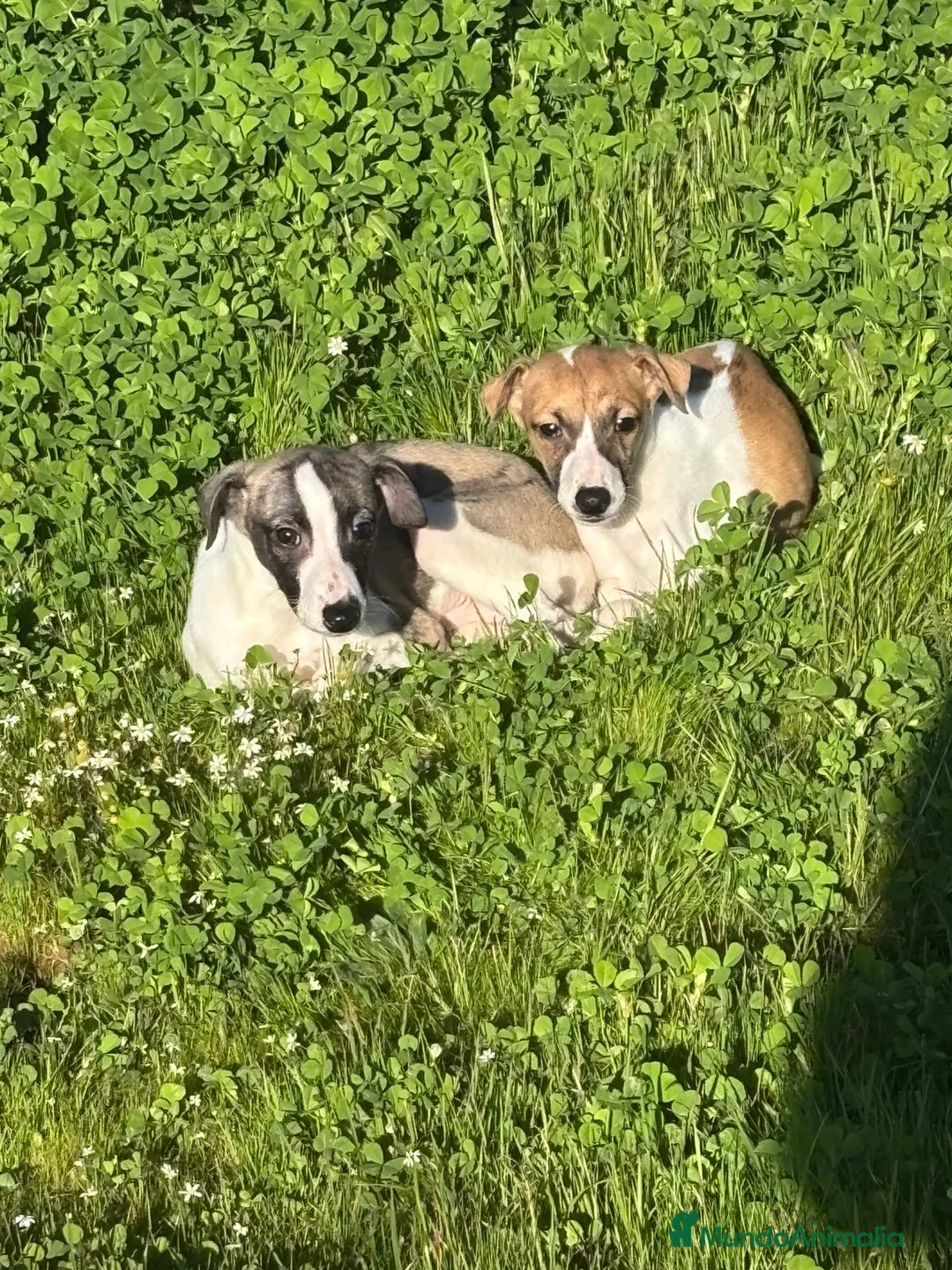 Whippet perros en venta: Whippet - Anuncio 2