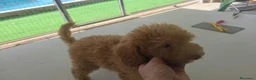 Caniche Toy perros en venta: Caniche Toy - Anuncio 5