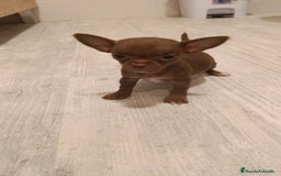 Chihuahua perros en venta: Hembra micro Toy  - Imagen 5