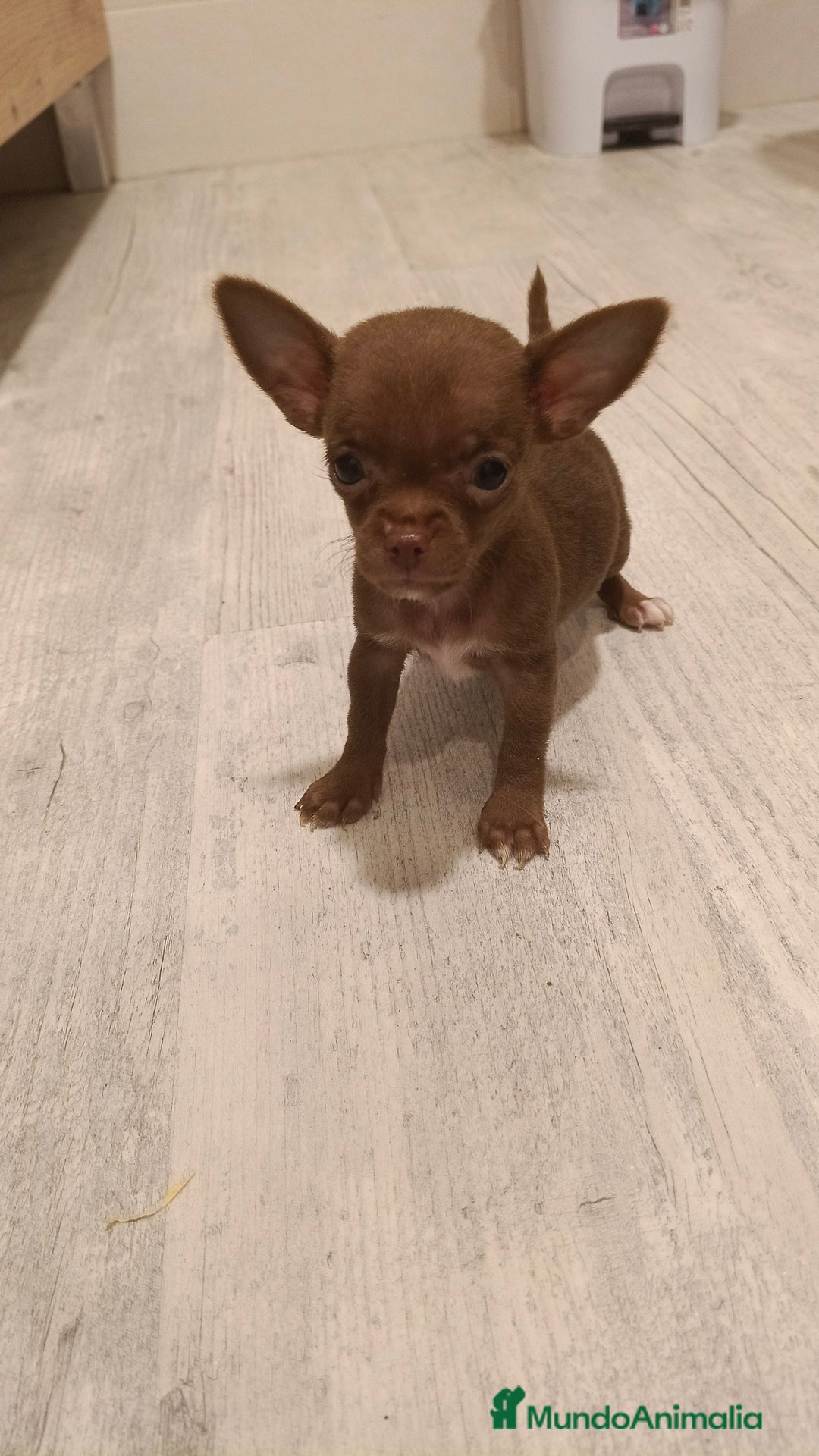 Chihuahua perros en venta: Hembra micro Toy  - Imagen 5