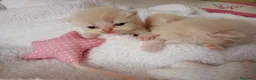 Exótico de Pelo Largo gatos en venta: Gatitos persa himalayo 679805021 - Anuncio 3