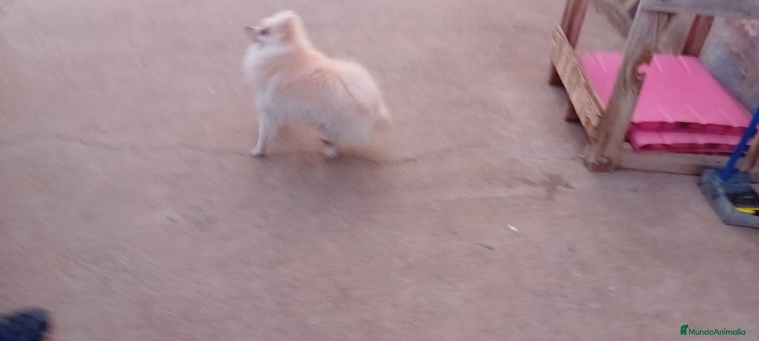 Pomerania perros en adopcion: Pomerania macho 10 meses  en Murcia - Imagen 3