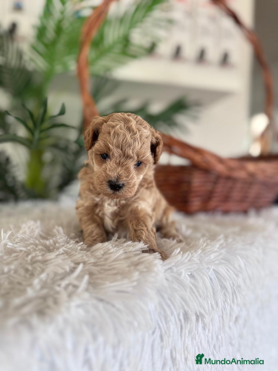 Caniche Toy perros en venta: CANICHE TOY MACHO - Imagen 12