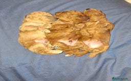 Caniche Toy perros en venta: Caniche Toy - Imagen 3