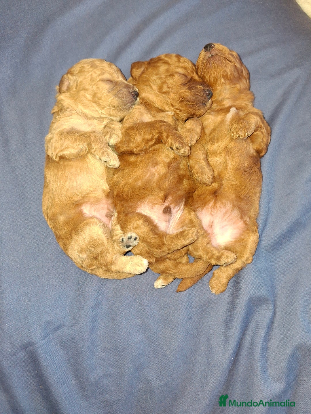 Caniche Toy perros en venta: Caniche Toy - Imagen 3