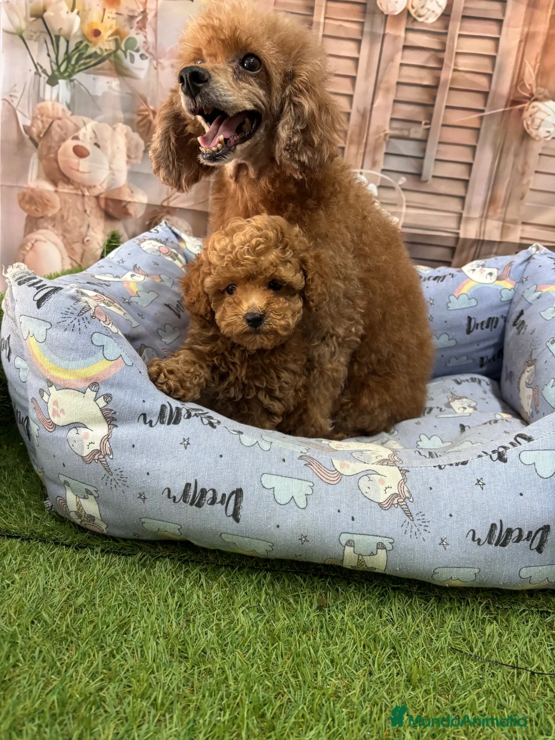 Caniche Toy perros en venta: Caniche Toy alta calidad en caniche toy  - Anuncio 1
