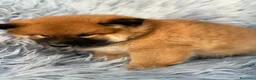 Shiba Inu perros en venta: Shiba Inu macho - Anuncio 3