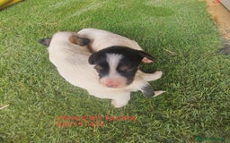 Otras razas perros en venta: Cachorros Crestasos Chinos con pelo. - Imagen 1