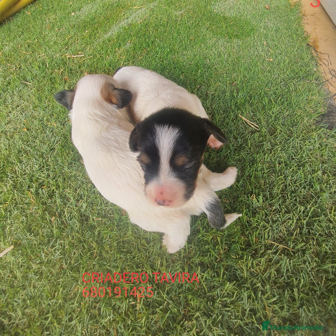 Otras razas perros en venta: Cachorros Crestasos Chinos con pelo. - Imagen 1