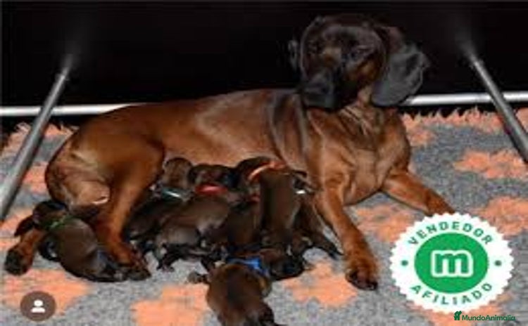 Sabueso de Sangre de Baviera perros - Anuncio 6