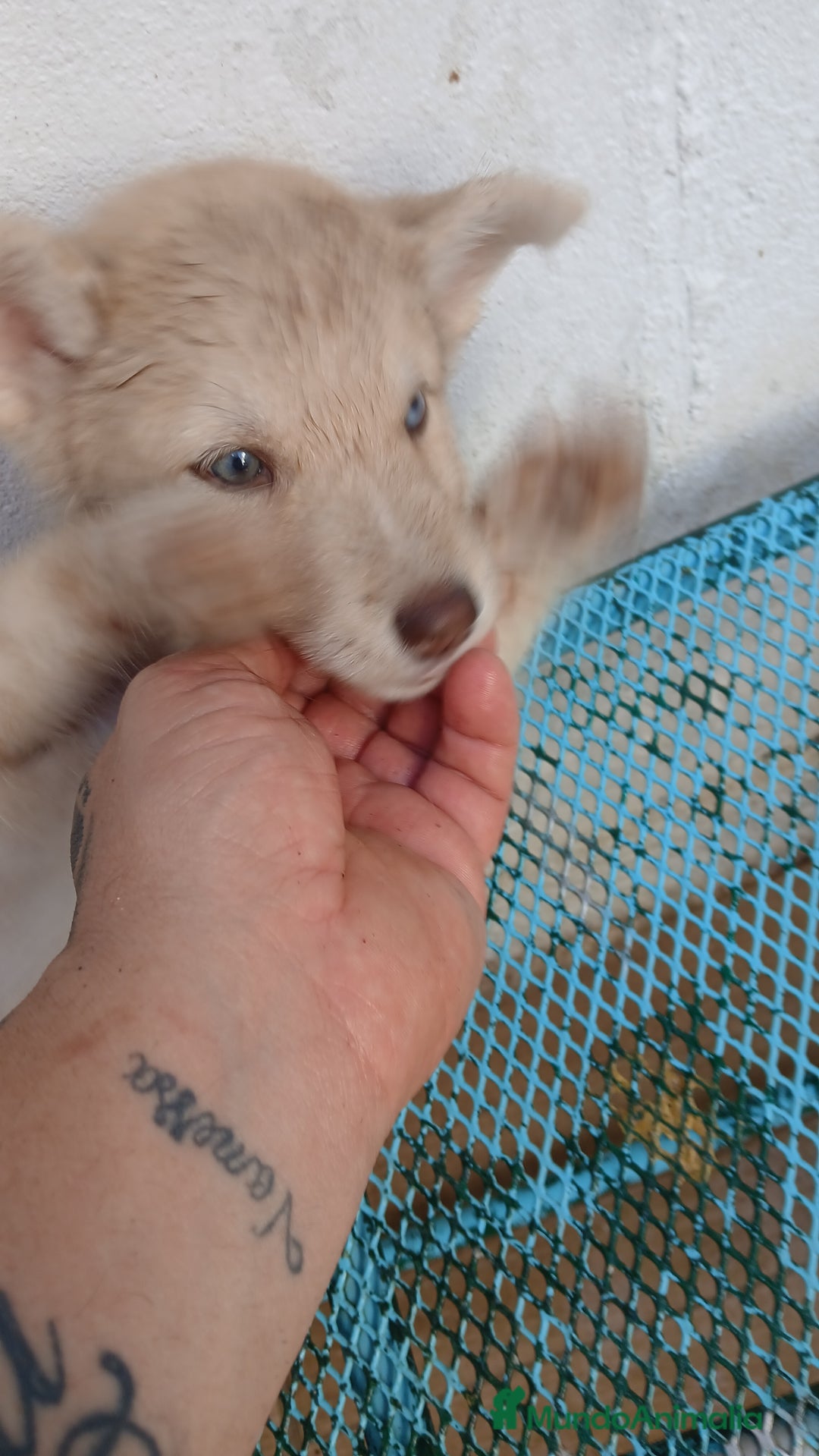 Husky Siberiano perros en venta: ULTIMO HUSKY y ULTIMA  ALASKA MALAMUTE  - Imagen 7