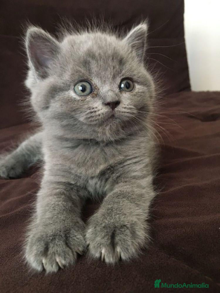 Británico de Pelo Corto Azul gatos CRIADERO DE BRITISH EN CATALUÑA  - Anuncio 1