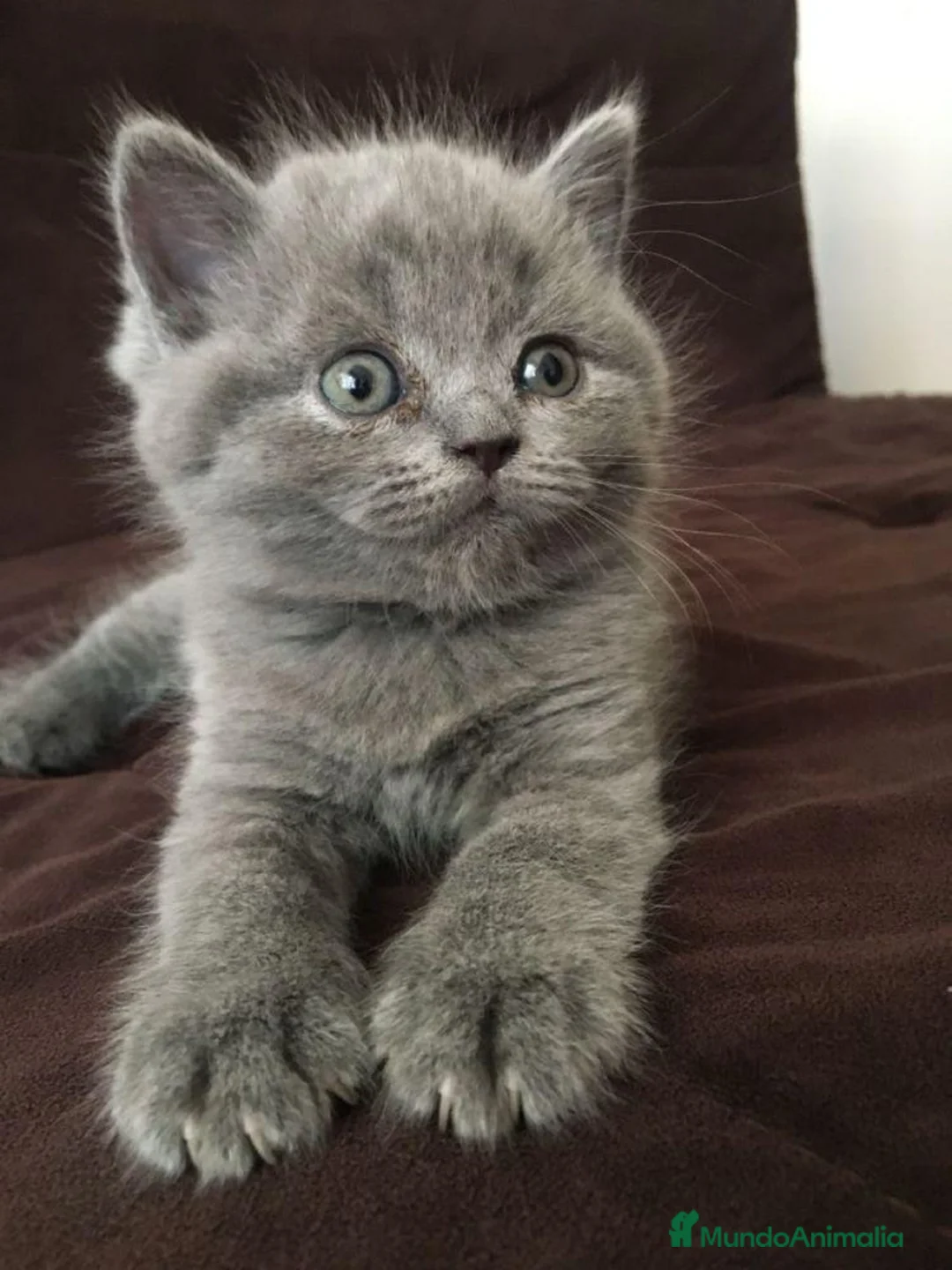 Británico de Pelo Corto Azul gatos en venta: CRIADERO DE BRITISH EN CATALUÑA  - Anuncio 1