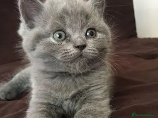 Británico de Pelo Corto Azul gatos CRIADERO DE BRITISH EN CATALUÑA - Anuncio 1