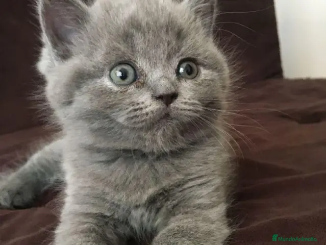 Británico de Pelo Corto Azul gatos CRIADERO DE BRITISH EN CATALUÑA - Anuncio 9