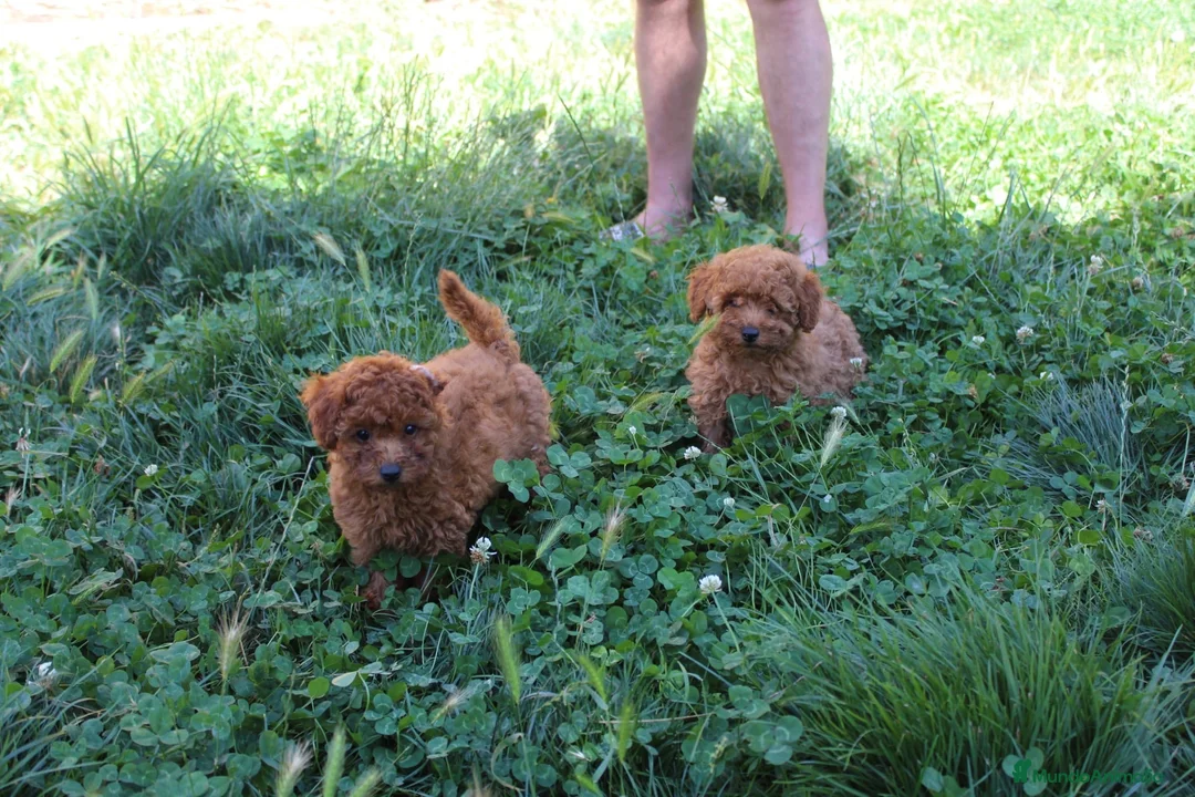 Caniche Toy perros en venta: Caniche Toy rojo  - Anuncio 1