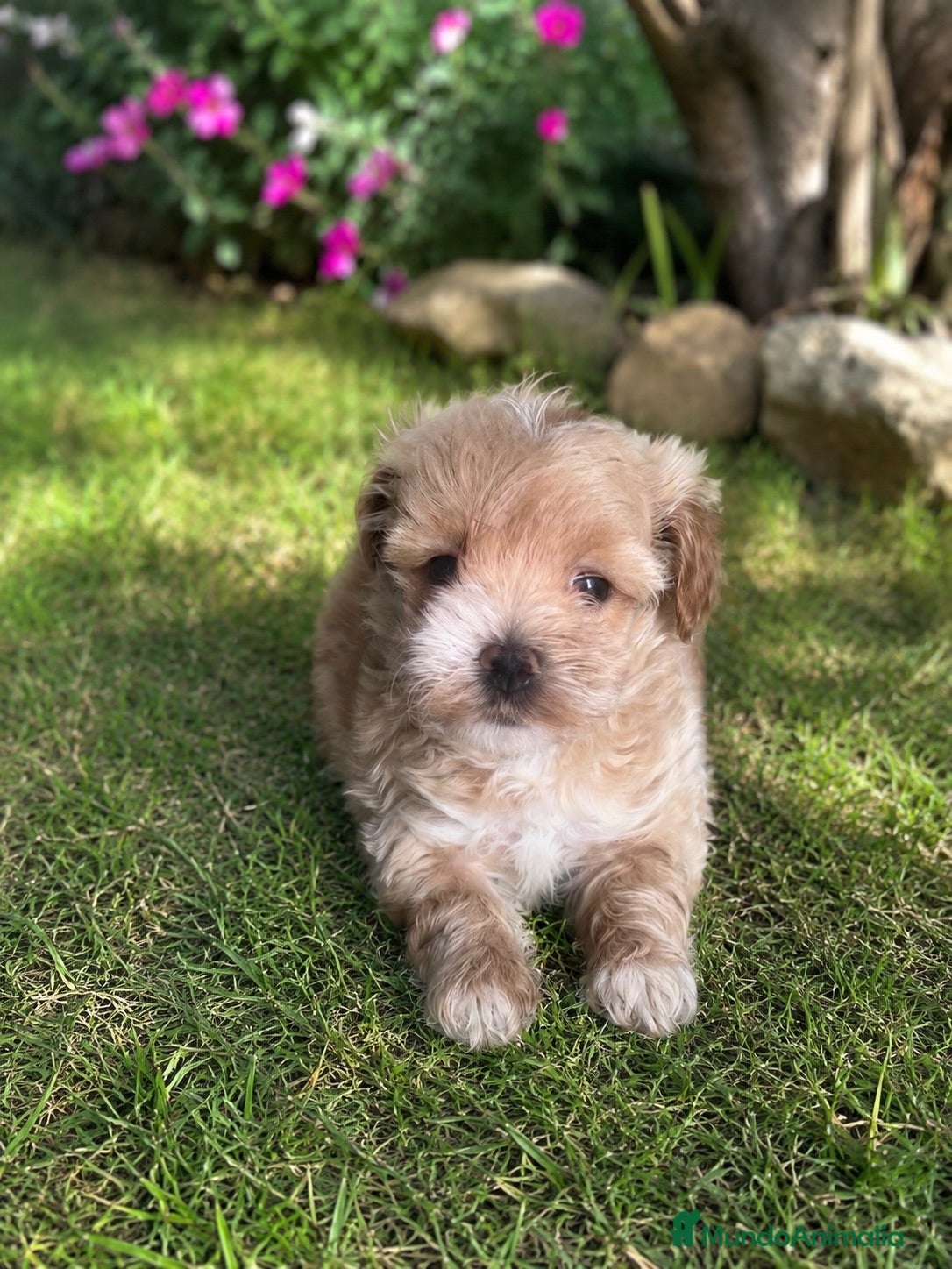 Maltipoo perros PRECIOSA MALTIPOO MINI - Anuncio 5