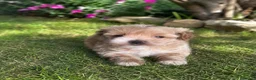 Maltipoo perros en venta: PRECIOSA MALTIPOO MINI - Anuncio 1