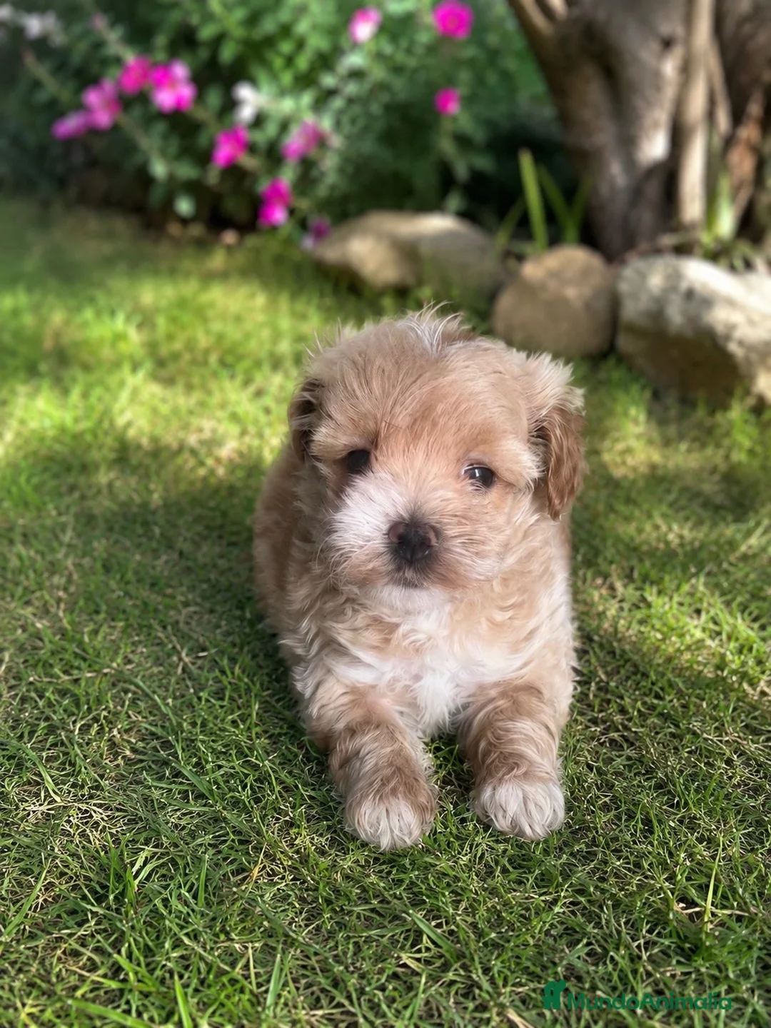 Maltipoo perros en venta: PRECIOSA MALTIPOO MINI - Anuncio 1