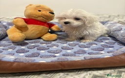 Bichón Maltés perros en venta: Bichon maltés toy  - Imagen 7