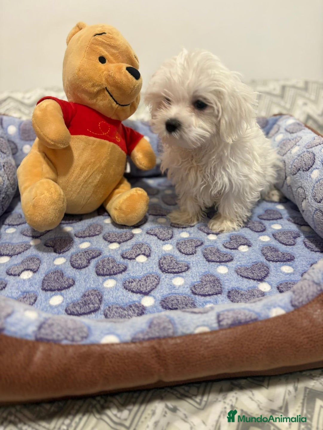 Bichón Maltés perros en venta: Bichon maltés toy  - Imagen 7