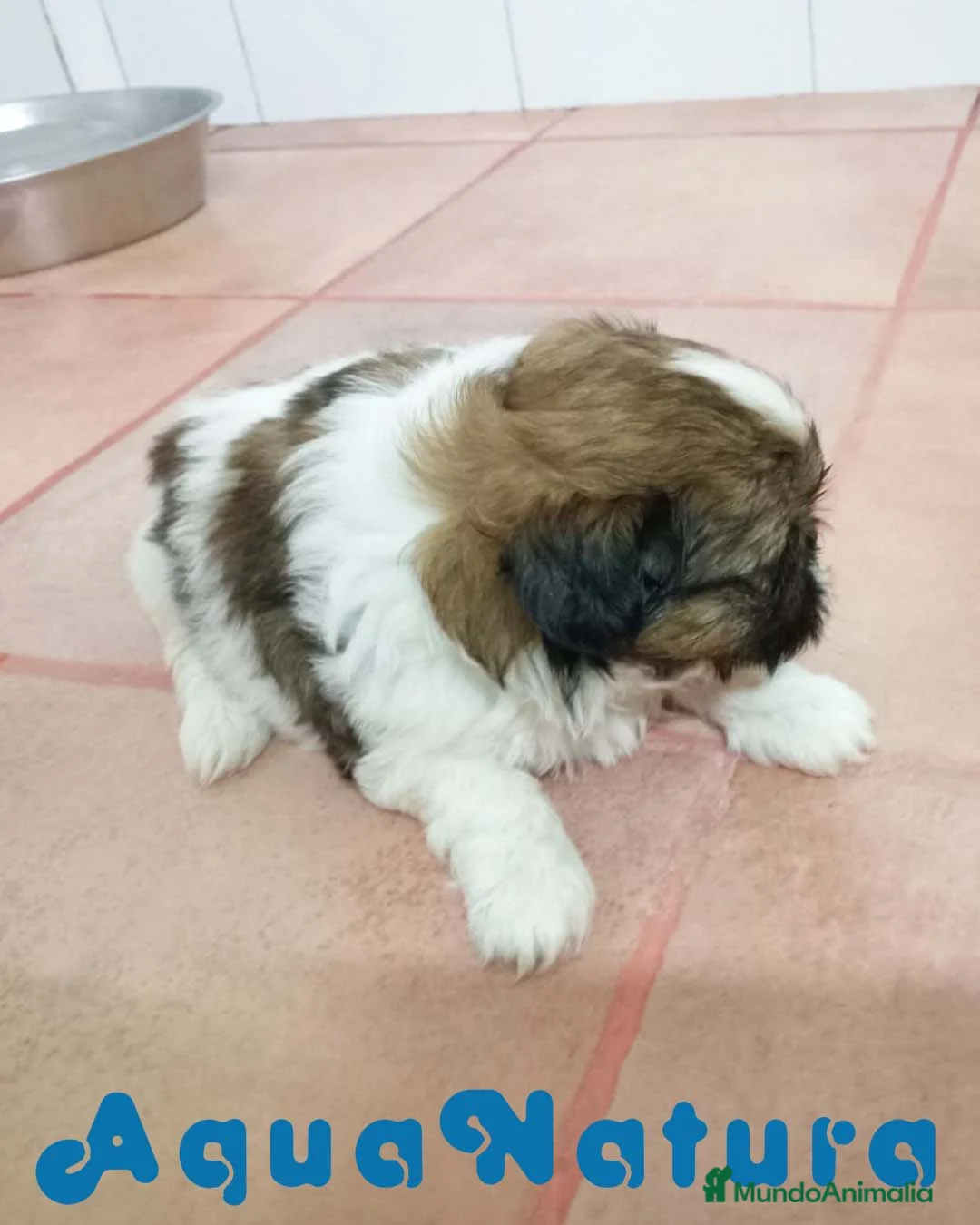 Shih Tzu perros en venta: Shih Tzu Hembra de Agata y Newman 1985  - Anuncio 2