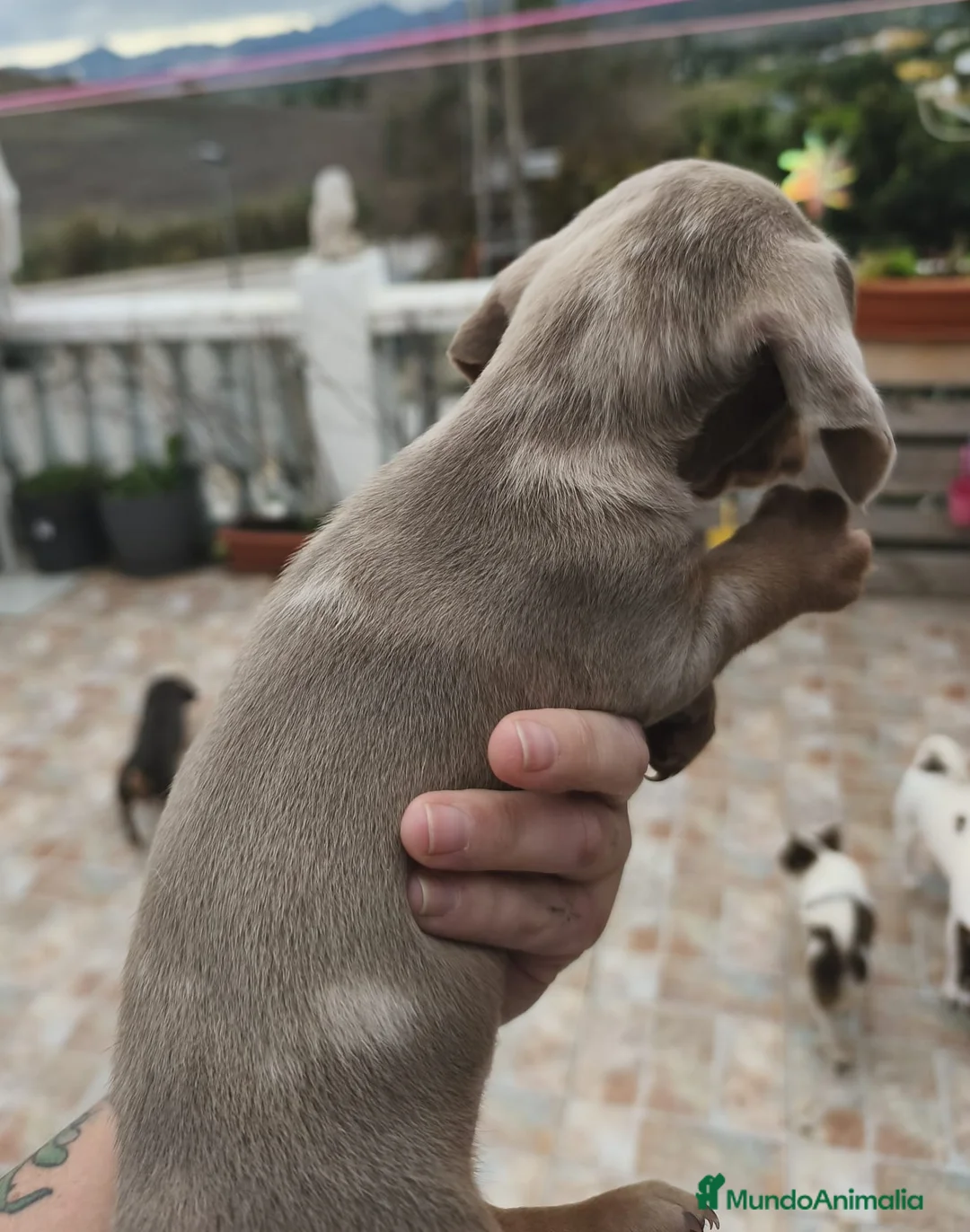 Teckel perros en venta: Teckels MINI - Anuncio 5