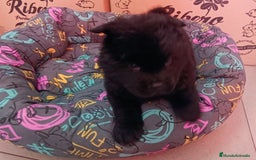 Chow Chow perros en venta: CACHORROS DE CHOW-CHOW  - Imagen 8
