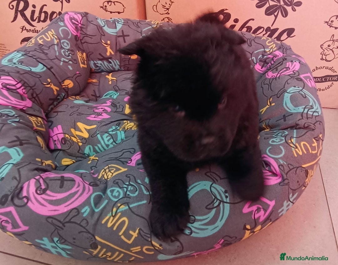 Chow Chow perros en venta: CACHORROS DE CHOW-CHOW  - Imagen 8