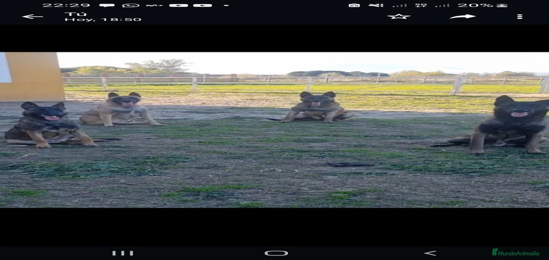 Imagen de galería {{count}}